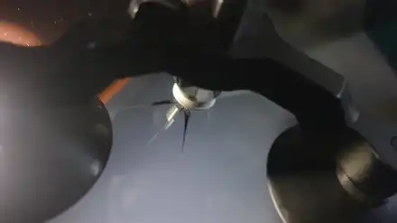 물금차유리용접 차유리 교환하지 않고 qm3 앞유리 돌빵 차유리 수리하기 / 부산 해운대 시공 사진