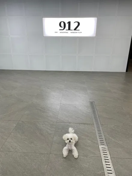 912 상주견 탱구 / 912 솔라가드 남양주 다산점