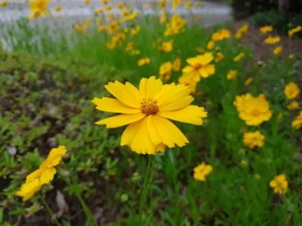 인천 루마썬팅 현명한선택!! 피너클 열차단필름 오피러스 재시공 / 간석동 경인카