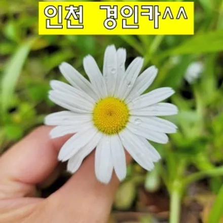 인천 네비플라이 안드로이드 올인원 네비매립 + 후방카메라 아우디TT 설치장착