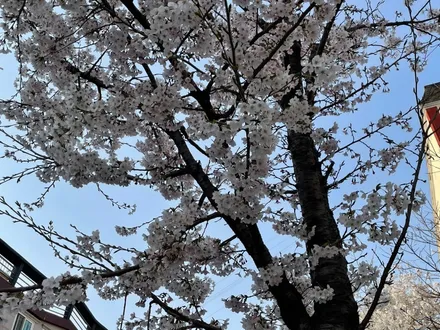 올뉴카니발 틴팅 재시공! / 화성, 동탄, 수원, 오산