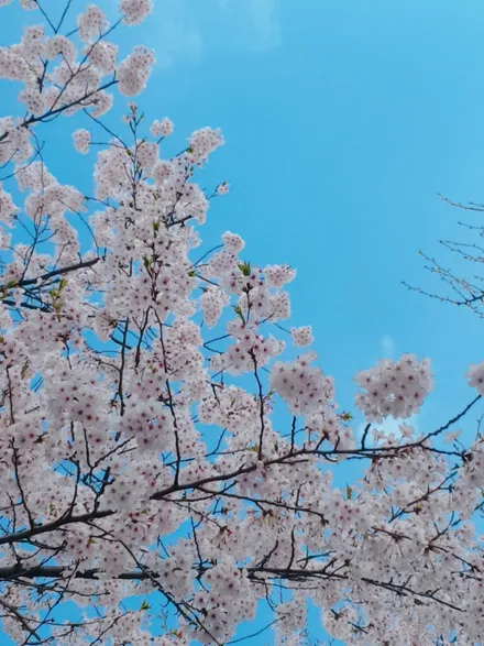 혹서기 대비 열차단썬팅 재시공/ 뉴SM6 열차단썬팅/ 열차단썬팅재시공전문점/가성비 좋은 열차단필름은 만도 M시리즈 M90 30% M90 15% / 영등포구 문래동