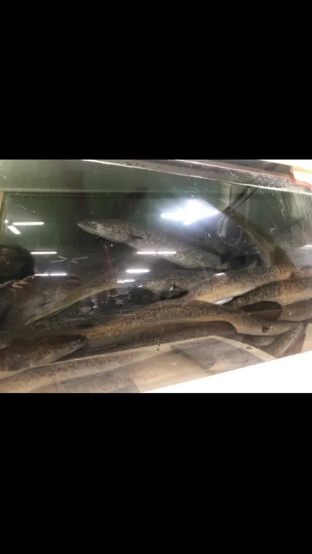 재규어xf 225 50 17인치 ,미쉐린 파일럿스포츠4 강서구 신월동 수입타이어전문점 / 서울 강서구 화곡동