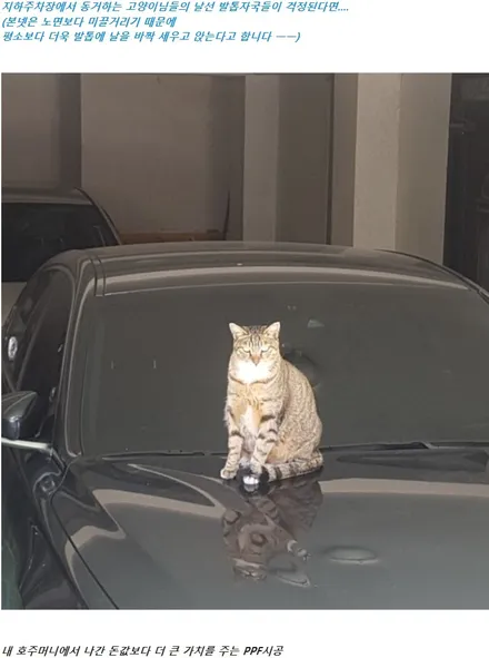 바이크 전체PPF 시공 혼다 골드윙 BMW 할리데이비슨 해운대PPF  코스모 / 부산,해운대구