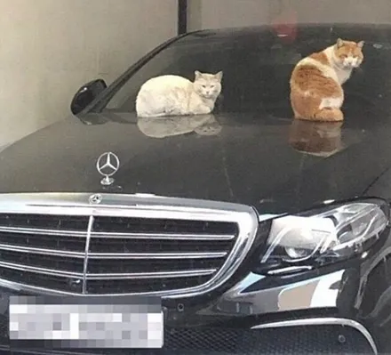 부산PPF BMWX4 BMWX5 BMWX6 부산해운대PPF 코스모 레이노썬팅 해운대신차검수 부산신차검수 / 부산,해운대구