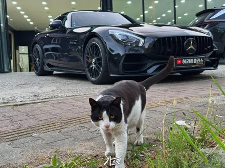 차량랩핑가격부터 마감까지, AMG GT 고광택 PET 시공 / 인천 서구 청라동