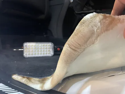 아메리카노 쏟은 벤츠G바겐 AMG 김포특수세차로 해결 가능 합니다!! / 김포시 마산동