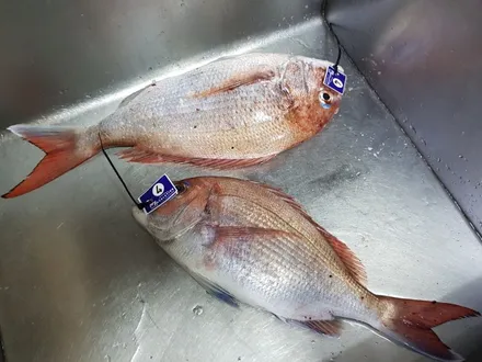 더뉴그랜저 어라운드뷰 서라운드뷰 옵션 순정 시공해보자!