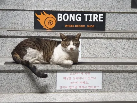 대전휠도색 제네시스G80 스포츠 / 대전 복용동
