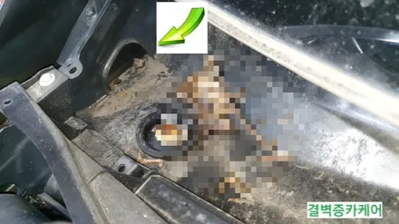 부산실내크리닝 전문점은 역시 다르다! 스파크에 쥐가 들어간 사연 / 부산 사상구 삼락동