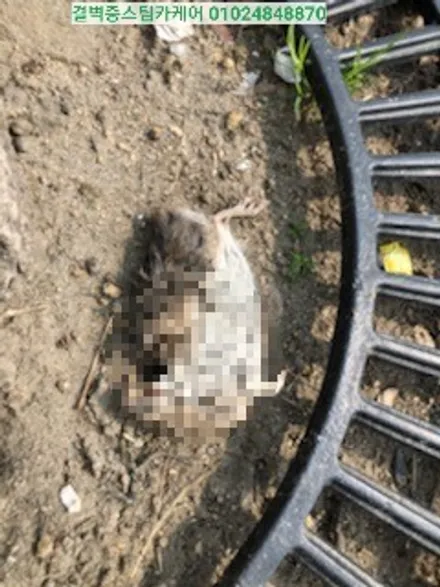 부산에바크리닝 마우스펜스 작업 최초시공 후기 쉐보레 트랙스 / 부산 사상구 삼락동