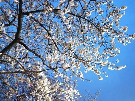 깨진 차유리! 교체말고 수리합시다. 부산차유리복원 마이스터 포르쉐 시공건 / 부산 해운대