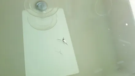 김해차유리복원 깔끔하게 돌빵 용접 수리합니다 / 부산 해운대