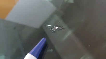 부산자동차유리복원 앞 유리 돌빵 수리 후기 / 부산 해운대