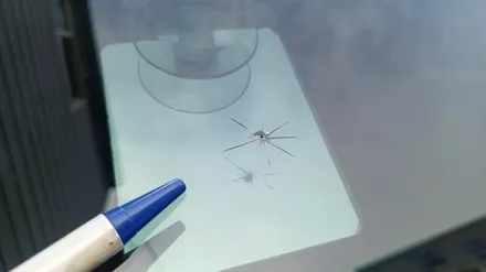 김해차유리용접 돌빵복원 저렴한 가격으로 해결! / 부산 해운대