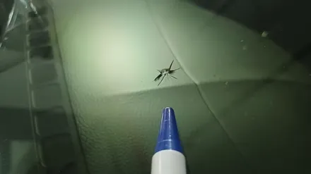 양산 사송자동차유리복원 돌빵 수리 출장 작업됩니다 / 부산 해운대