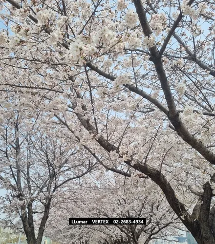 [루마썬팅 구로 고척점] 제네시스 GV70 \'패키지 상품\' = 버텍스900 + 실리스 가죽코팅, 유리막코팅 시공 + PPF Film 3종 세트 / 서울 구로구 고척동