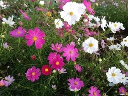 [첨단타이어] EQ900 순정19인치 터빈휠 고스트크롬 휠복원 / 전주