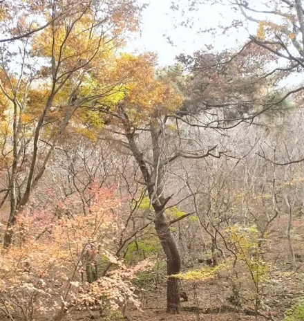 [첨단타이어] 아우디 A7 19인치 고스트크롬 휠복원 / 전주