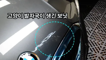 길냥이의 발톱 스크래치 방어를 위해 BMW 330i PPF 루프, 트렁크 추가 시공했어요!! / 강남구 역삼동
