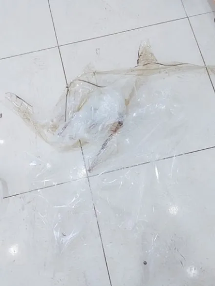 봉천동 포르테 쿠페 썬팅 탈 변색  재시공으로 신차 느낌 되찾기. / 서울 관악