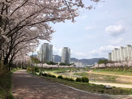 마세라티 기블리 앞범퍼 PPF (사고수리 이후 재시공 받으셨답니다.) / 부산, 기장, 양산