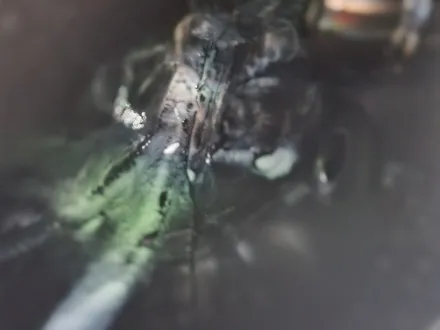 토레스 투명언더코팅 ( 쓰리원샷 투명랩핑 언더코팅 , 엔진룸코팅 ) / 부산 강서, 김해, 창원