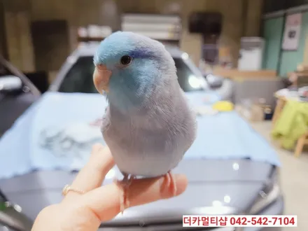 대전 제네시스DH 글라스틴트 반사썬팅전문 더카멀티샵