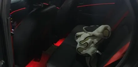 코나,RGB광섬유엠비언트,천안,아산,평택,청주,대전,세종,자동차튜닝,엠비언트무드등,튜닝,천안엠비언트코리아,실내무드등 / 천안 서북구