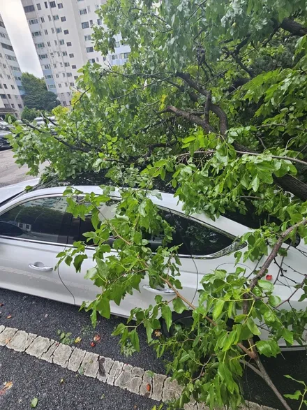 제네시스 G80 루프/필러 우그러짐 손상, 나무 쓰러짐 사고, 분당자동차외형복원 / 분당구 서현동