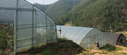 썬팅이 보온효과 까지?? 올뉴카니발 브이쿨썬팅 시공 / 남동구 고잔동