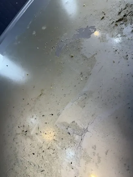 대구 무광으로 변한 루프스킨 제거 후 재시공으로 깨끗하게변신방법루프스킨제거방법,랩핑지필름제거방법 / 대구 동구
