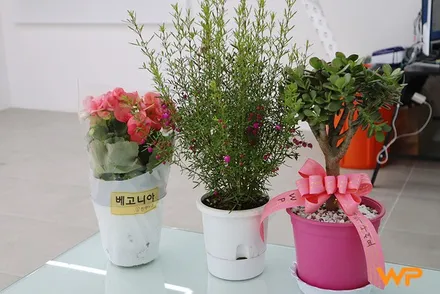강남랩핑 아우디 A6 사틴화이트 부분랩핑 뒷범퍼 랩핑가격 / 광진구, 성수, 송파