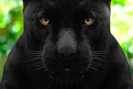[랩스타일 코리아] 이것이 진짜 재규어다! - 재규어 F타입 무광 전체랩핑 (Jaguar F-type Black Edition) / 김포시 마산동